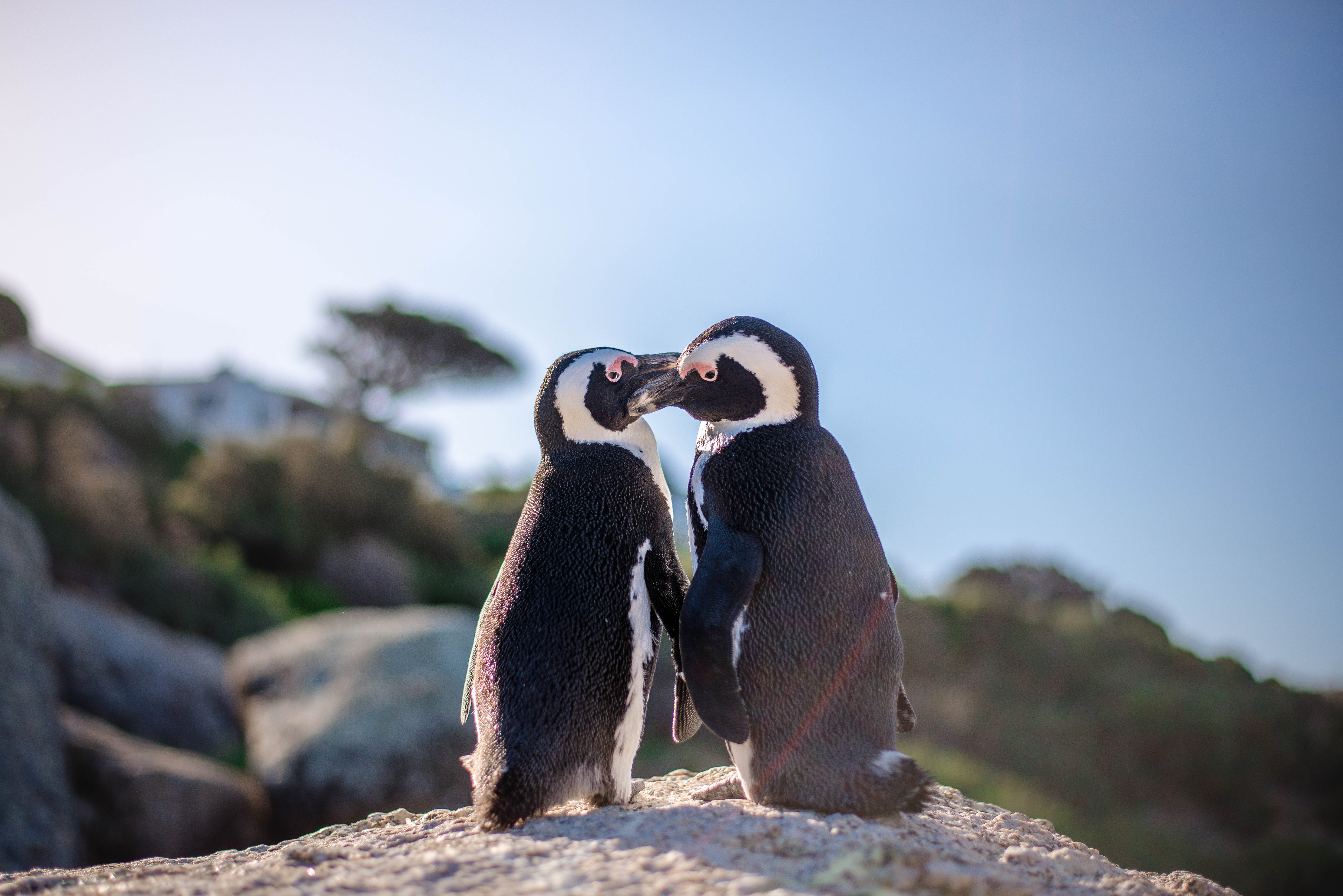 African Penguins in Cape Town