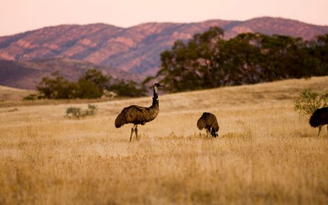 South Australia